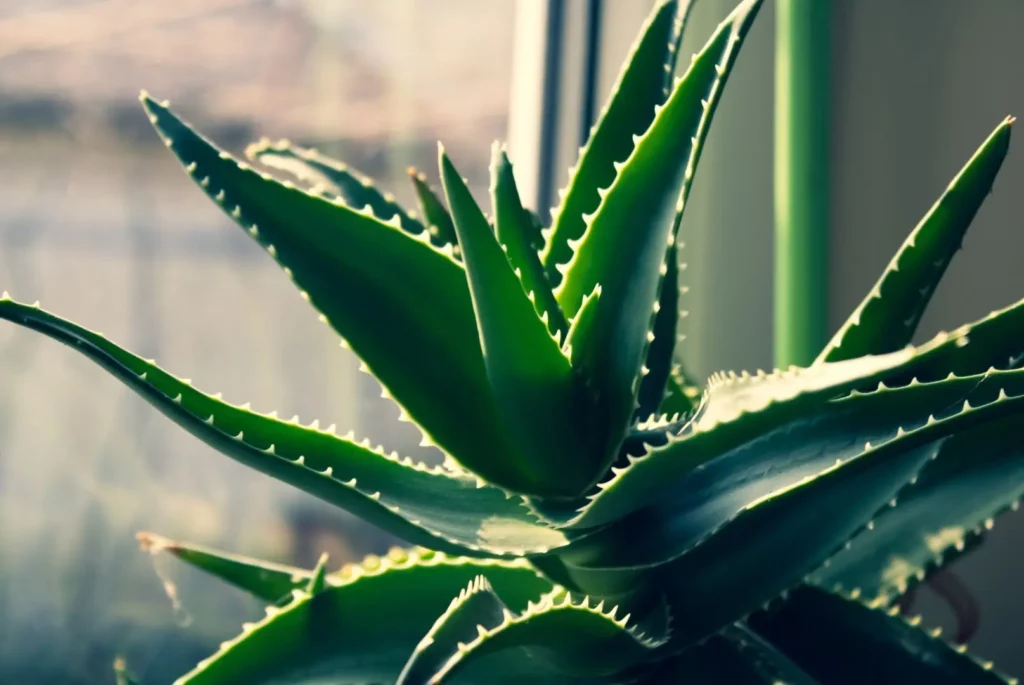 Une plante d'aloe vera en pot.